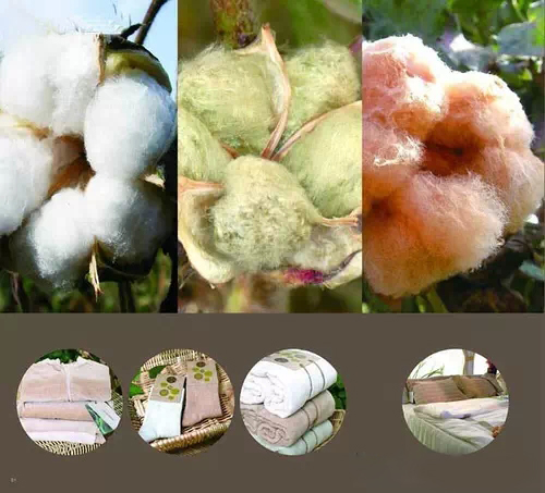 详解纯棉与有机棉的区别
